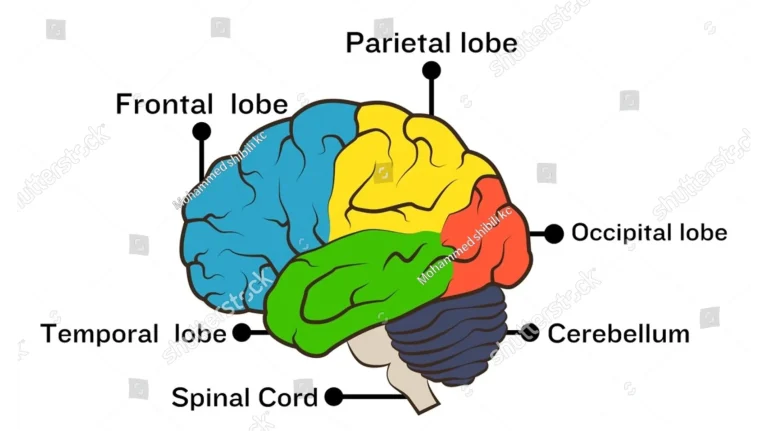 Colourful diagram of human brain anatomy showing frontal, parietal, occipital and temporal lobes relevant to epilepsy education