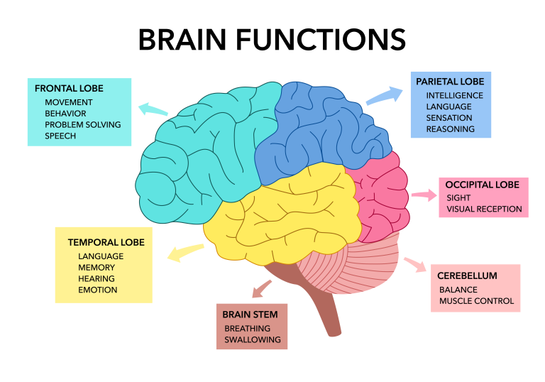 brain functions